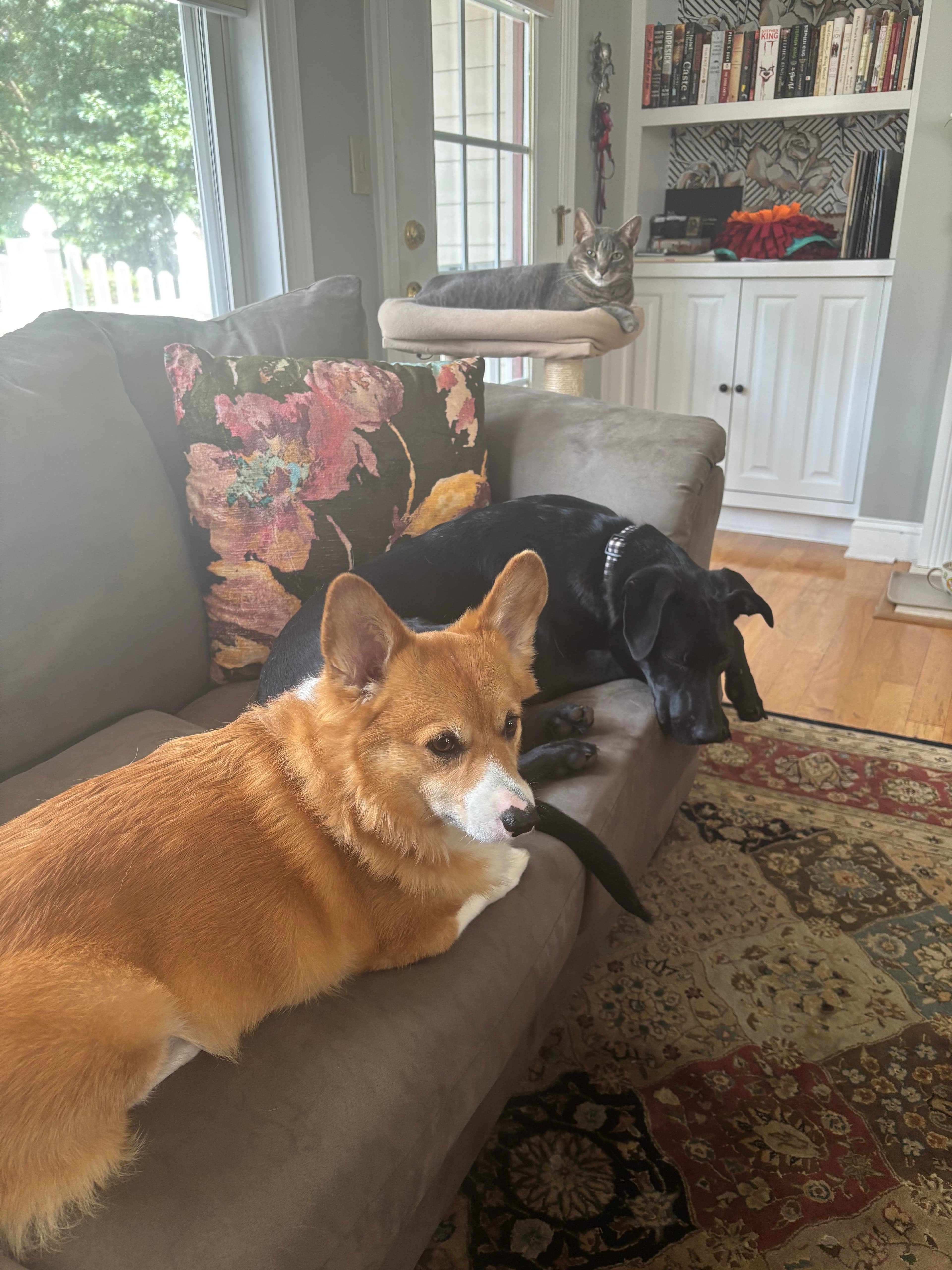 Sir Waffles, Andi, and Queen Ru relaxing in the living room